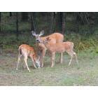 Thompson Falls: : Doe with Twin Fawns