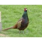 Industry: Pheasant in back yard Industry, PA