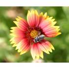 Grand Isle: Bee on a wild flower on Grand Isle dune (State Park)