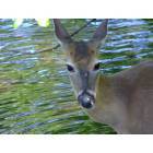 Chiefland: Wild Deer at Manatee Springs