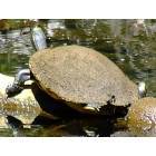Chiefland: Turtles at Manatee Springs