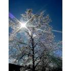 Belle: A tree with ice, after an ice storm (December)