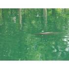 Ashland: : this is a picture of the big fish in the pond in Central Park when we visited with my mom