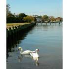 Cambridge: Swans in Bay
