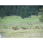 Red River: : Elk in the Valley
