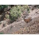 Red River: : Deer at the Trading Post