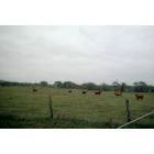 Bremond: Cattle Pasture In Bremond, Tx