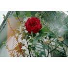 Bremond: Single rose on bush in Bremond, Tx