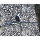 Kingston Springs: A bald eagle along the Harpeth River: taken 2007