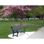 Richland: Bench at Howard Amon Park in the Springtime