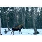 Moose in Lazy Mountain, Alaska