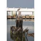 Bayou La Batre: A pelican at the State Docks taken before Katrina