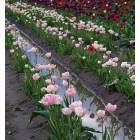 Woodland: Woodland Tulips