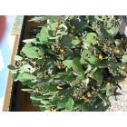 Sonoita: Prickly Pear in Bloom