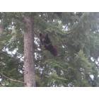 Troy: bear in tree