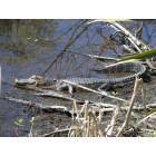 Marrero: : Jean Lafitte State Park in Marrero, Louisiana ( alligator )