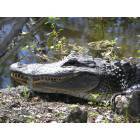 Jean Lafitte State Park in Marrero, Louisiana ( alligator )