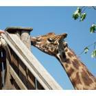 Ludlow: lupa giraffe