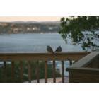 Lakeway: Dove couple with Lake Travis in the background