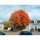 Brunswick: One of the beautiful trees we have in Brunswick. Epically nice during the fall.