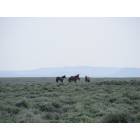 Wild Horses north of Rock Springs in Red Desert