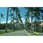 Palm Beach: A palm lined street in Palm Beach