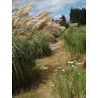 Freeland: : Freeland's Park the best landscaping of grasses by a community!
