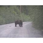 Hyder: a Grizzly crossed in front of us as we were leaving Fish creek in June 2007