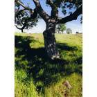 Chico: : Oak tree in Bidwell Park in Chico