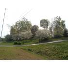 Clarkesville: dogwood tree in full bloom
