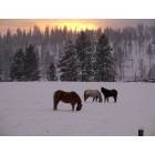 Colville: Horses at sunset