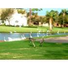 Fort Pierce: : Island Pines Golf Club and bird sanctuary in northern St. Lucie County.