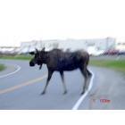 Anchorage: : Moose crossing
