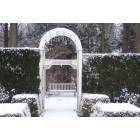 Youngstown: ROSE GARDEN IN WINTER OF 2006