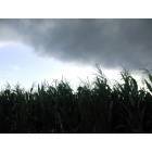 Mount Carmel: : Cornfield and stormfront - another angle - taken at Super 8 Motel in Mt. Carmel, July 6, 2007