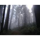 Fort Bragg: : The Forest of Fort Bragg