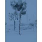 Yucca Valley: : A Joshua Tree, in Yucca Valley, with SNOW!