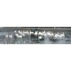 Peconic: Swans congegating in Richmond Creek Peconic NY 1/05