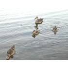 Sandstone: Ducks on the lake