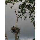 Lacon: Eagle Nest Along Illlinois River on Rt. 17