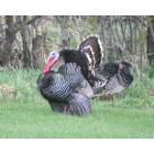 New Effington: It's not unusual to see a family of wild turkeys walking the streets of New Effington.