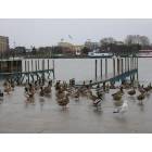 Bay City: : Seagulls & Ducks - Vet's Park