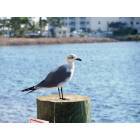 Punta Gorda: : A Seagull at Fisherman's Village in Punta Gorda, Florida
