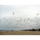 Hermosa Beach: : Birds over Hermosa Beach