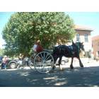 West Jefferson: ox rost parade