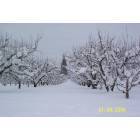 Hood River: Winter in the Orchard