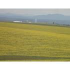 Nez Perce: looking north from a canola field