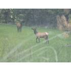 Nez Perce: cow elk just out of town