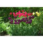 Leesburg: : Spring Tulips - Leesburg, VA