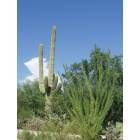 Winkelman Cactus Against Blue Sky